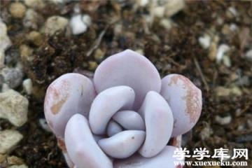 多肉雪蓮 多肉雪蓮